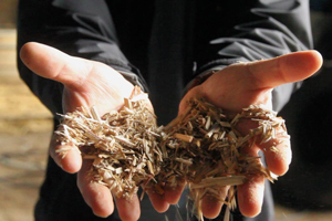 biomass energy can drive social development