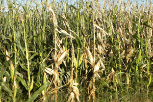 corn stalk green