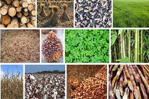 abundant biomass pellet raw materials