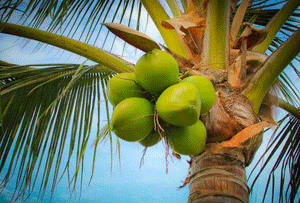 coconut growing countries