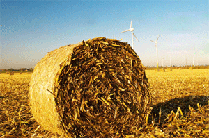 a bundle of corn stalk