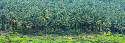 palm plantation in tropical areas