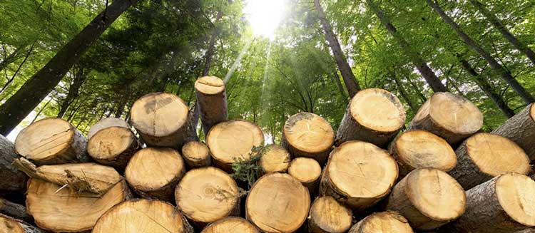 effect of forestry biomass