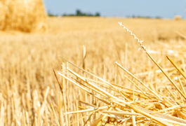 hay is dried grass and crops