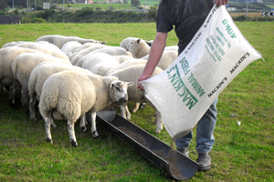 hay pellets are easier for animals to digest