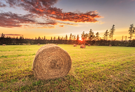make biomass fuel with hay