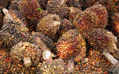 oil palm empty fruit bunches