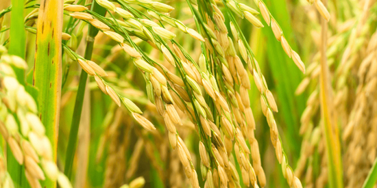 rice husk is the by products of paddy