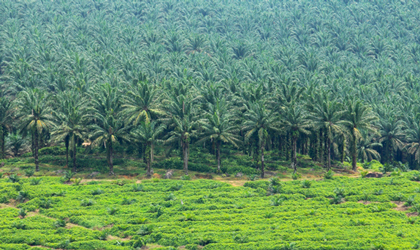 oil palms plantation