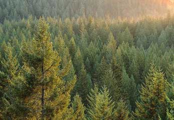 It is easy to press wood pellet in GEMCO